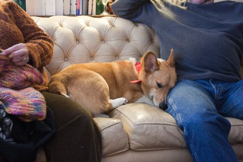 Percy lounging on the couch.